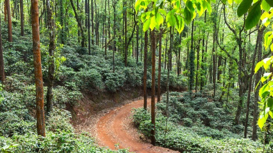 Indien – ein schlafender Riese entdeckt seinen Kaffeedurst