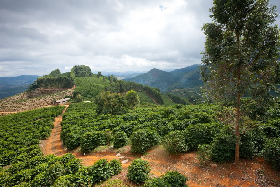Landschaftsaufnahme eines Hügels auf der Fazendas Dutra. Ein Weg  führt zwischen Kaffeefeldern bis auf den Hügel. 