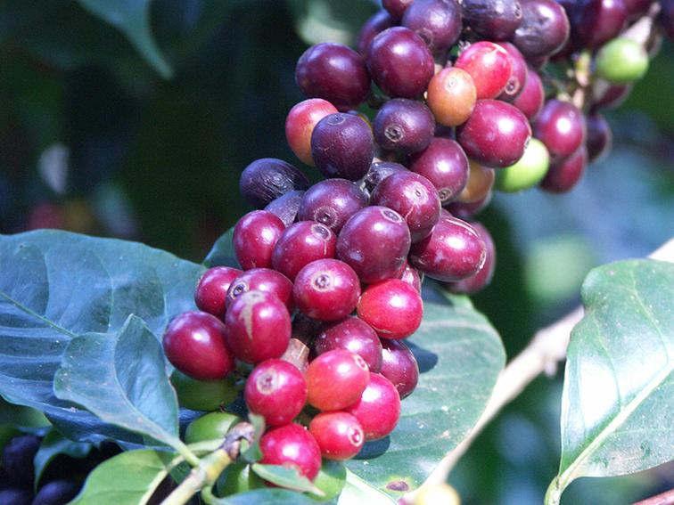 Die exklusivsten Kaffees der Welt